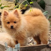 Chiot spitz nain mâle