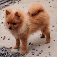 Chiot spitz nain mâle #2
