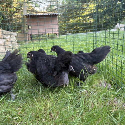 Volaille australorp noire #0
