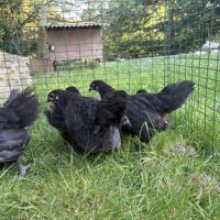 Volaille australorp noire