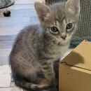 Chat pouppy à la réservation #4