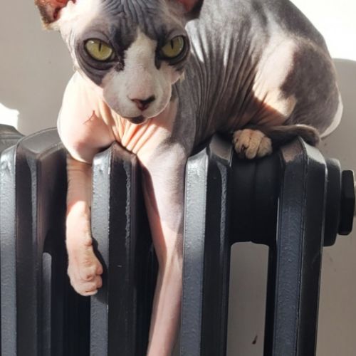 Femelle sphynx loof noire et blanche (entière) #2