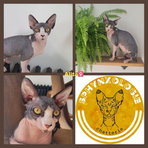 Femelle sphynx loof noire et blanche (entière)