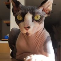 Femelle sphynx loof noire et blanche (entière) #1