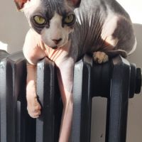 Femelle sphynx loof noire et blanche (entière) #2