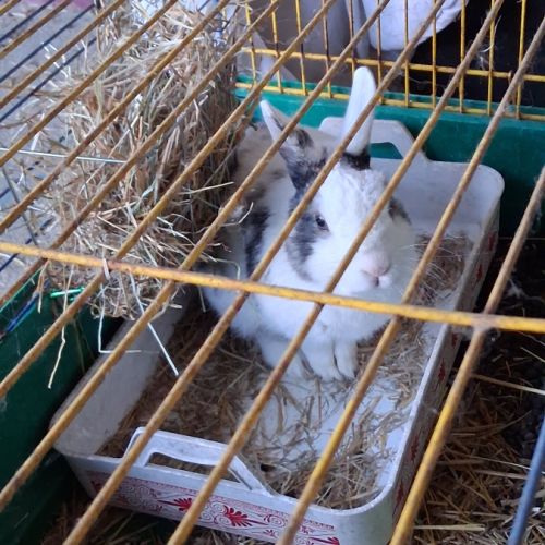 Donne lapin mâle de 5 ans #3