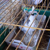 Donne lapin mâle de 5 ans #3