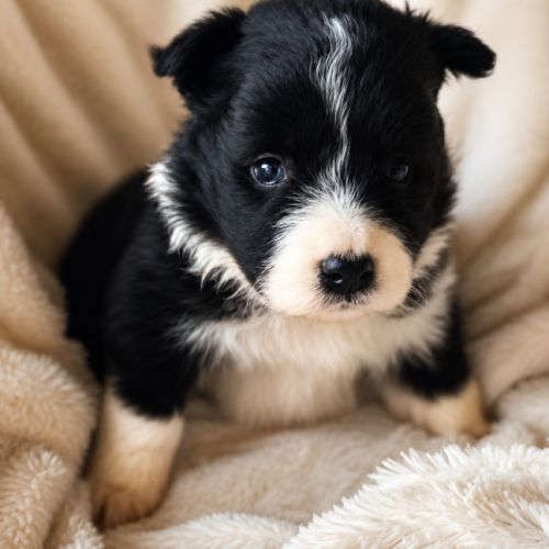 Border collie beauté lof #0
