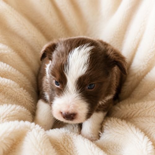 Border collie beauté lof #2