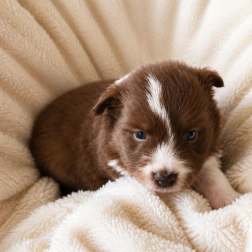 Border collie beauté lof #3