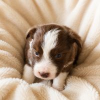 Border collie beauté lof #2