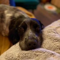 orka #1