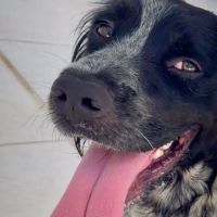 orka #3