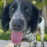 orka