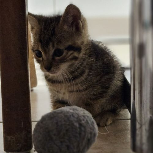 Chaton popy #0