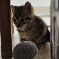 Chaton popy