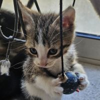 Chaton pompon