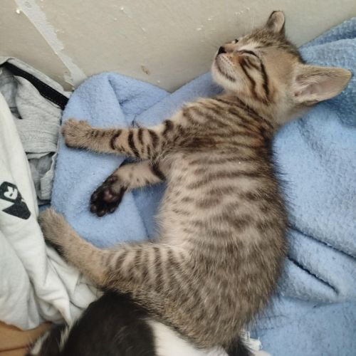 Chaton cerise #0