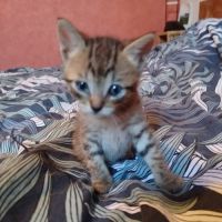 Chaton cerise #2