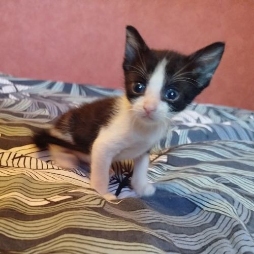Chaton groseille #0