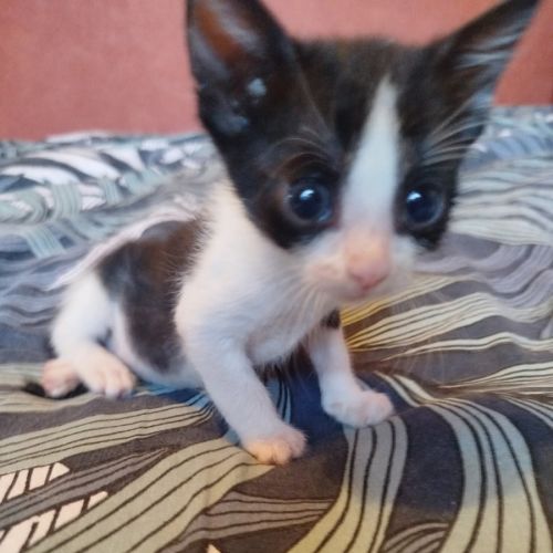 Chaton groseille #3
