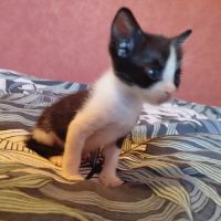 Chaton groseille #1