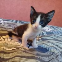 Chaton groseille