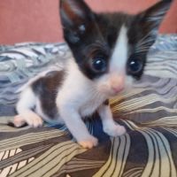 Chaton groseille #3