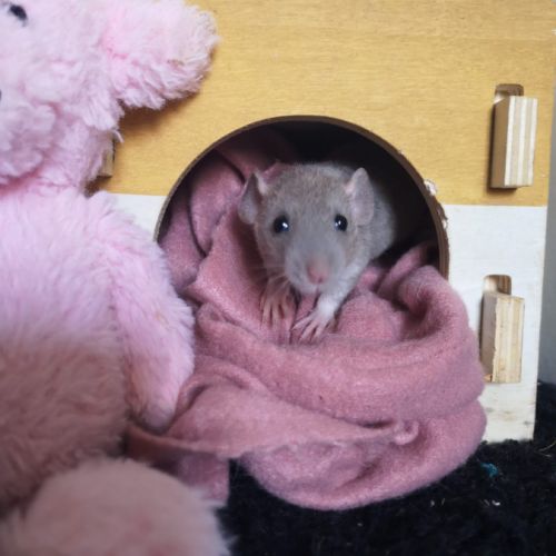 Ratons à l'adoption ! #1