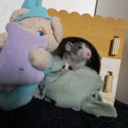 Ratons à l'adoption ! #2