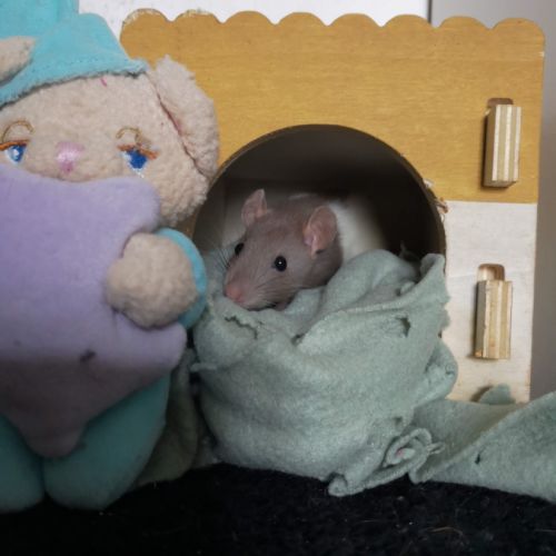 Ratons à l'adoption ! #5