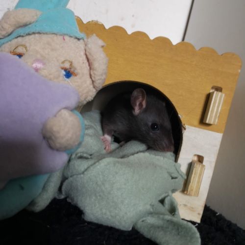 Ratons à l'adoption !