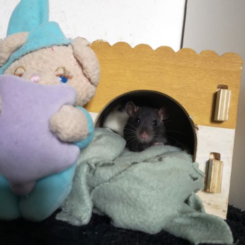 Ratons à l'adoption ! #10
