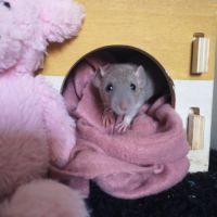 Ratons à l'adoption ! #1