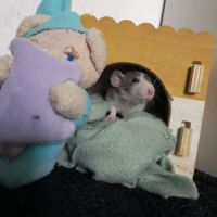 Ratons à l'adoption ! #2