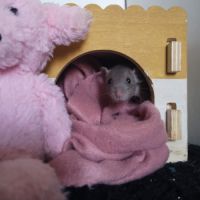 Ratons à l'adoption ! #3