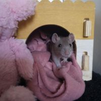 Ratons à l'adoption ! #4