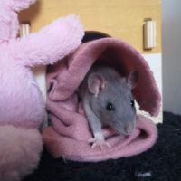 Ratons à l'adoption ! #6
