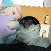 Ratons à l'adoption ! #7