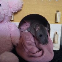 Ratons à l'adoption ! #9