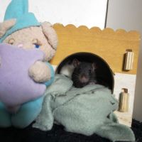 Ratons à l'adoption ! #10