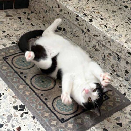 Chat milo #2