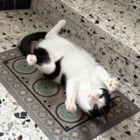 Chat milo #2