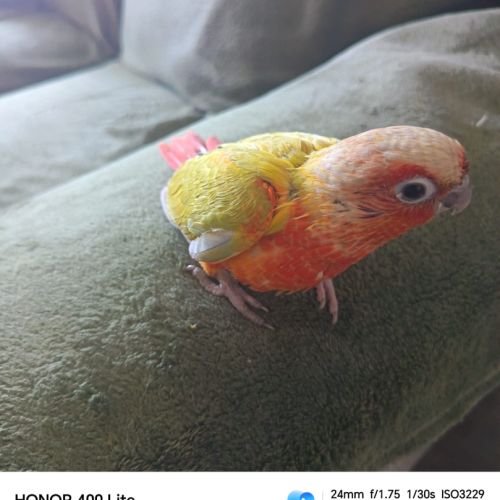 Conure suncheek #1