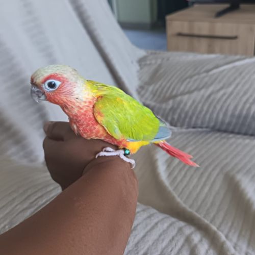 Conure suncheek #0