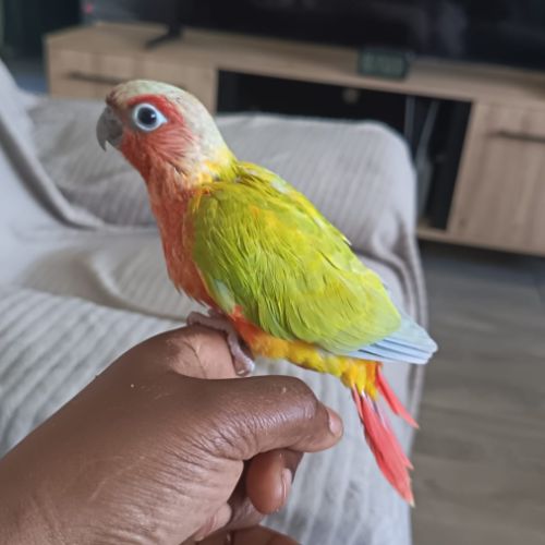 Conure suncheek #3