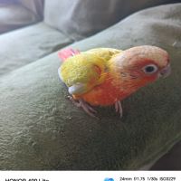 Conure suncheek #1