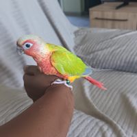 Conure suncheek