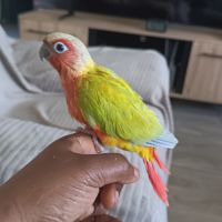 Conure suncheek #3