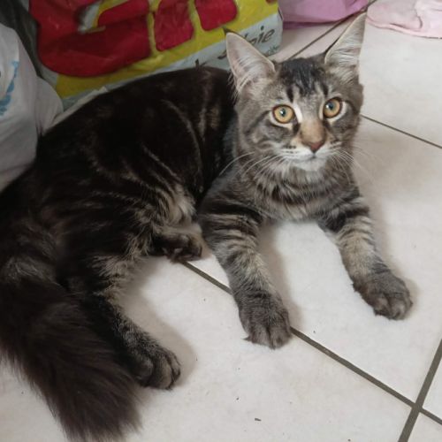 Vends chatons maine coon loof #1